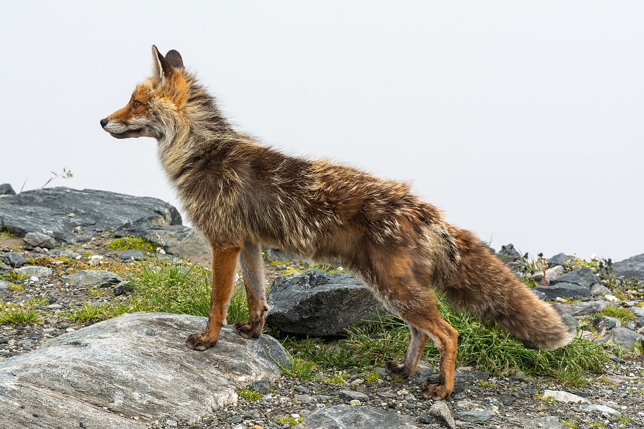 Fuchs – einer der Bewohner der Hohen Tauern
