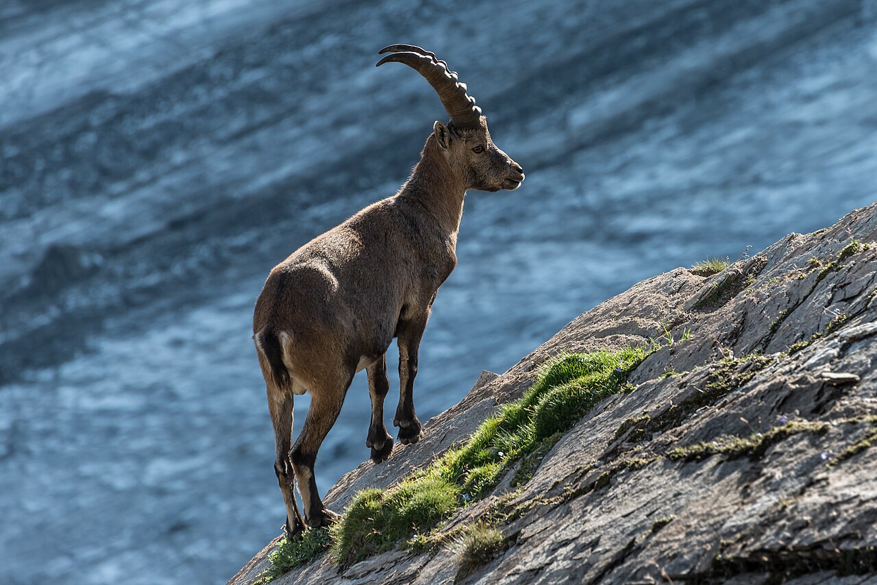Steinbock in den Hohen Tauern
